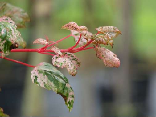 Acer conspicuum'Red Flamengo' 