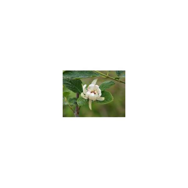 Calycanthus raulstonii'Venus' 