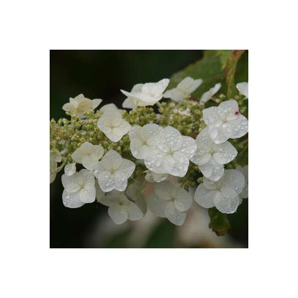 Hydrangea quercifolia'Amethyst' 