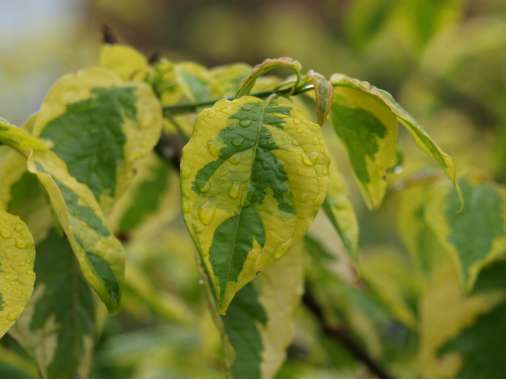 Cornus alternifolia'Wstackman' 