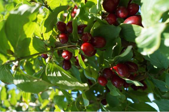 Cornus mas'Kasaniak' 