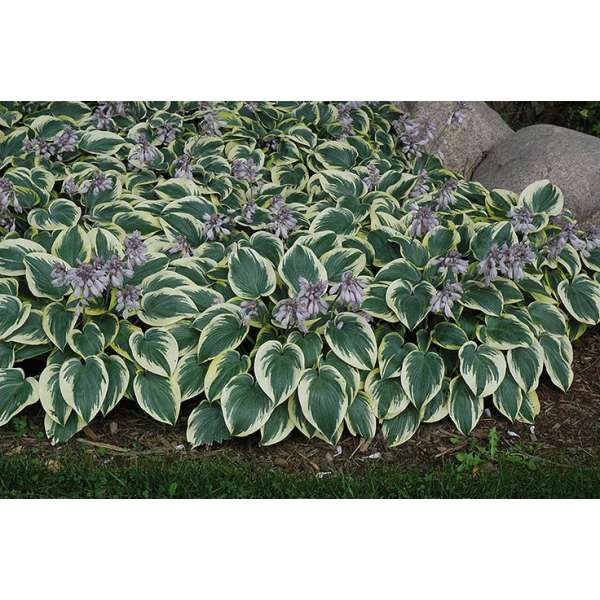 Hosta'First Frost'