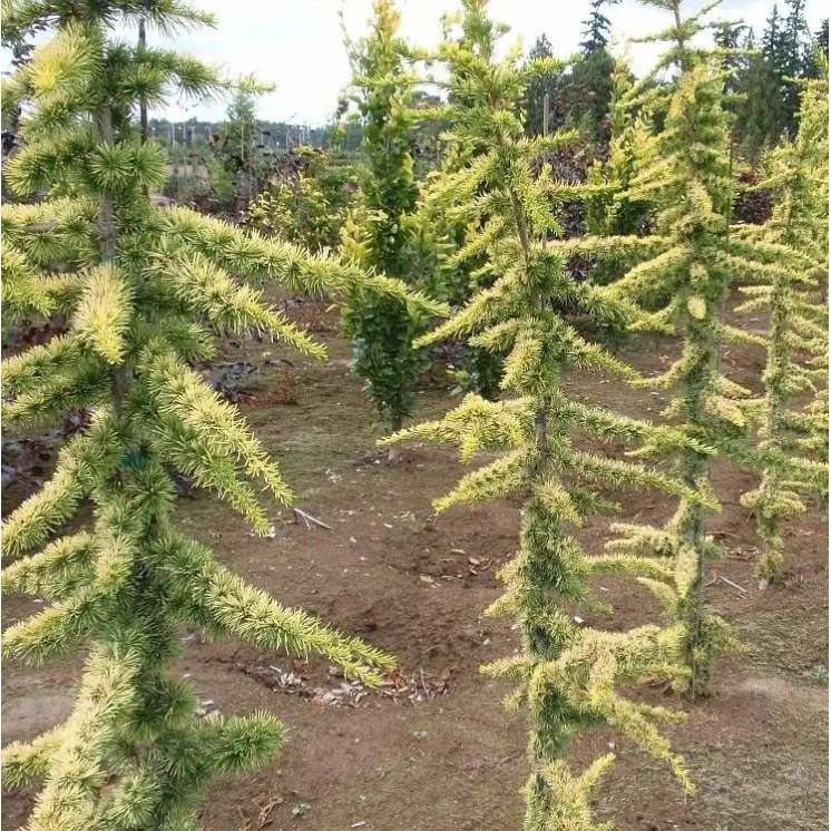 Cedrus libani'Atlantica Aurea' 