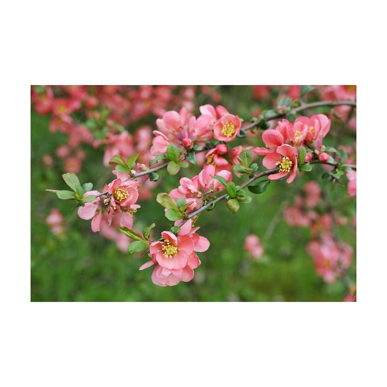 Chaenomelis superba'Pink Trail' 