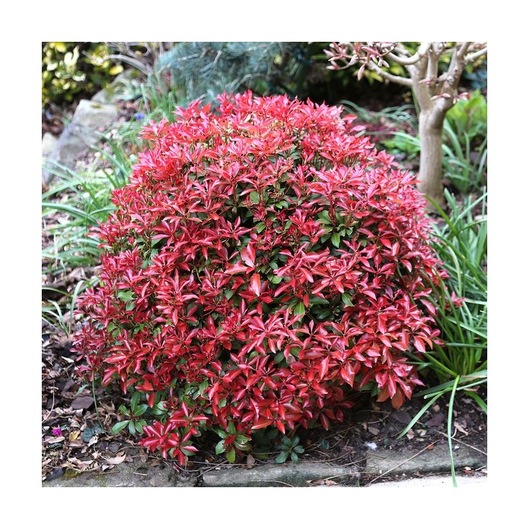 Pieris japonica'Mountain Fire' 