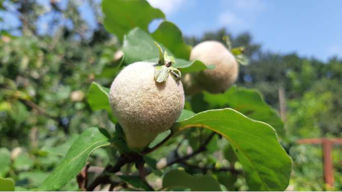 Cydonia oblonga'Champion' 
