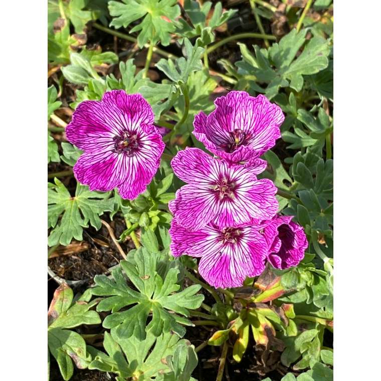 Geranium'jolly Jewel Lilac'
