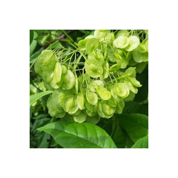 Ptelea trifoliata'Aurea' 