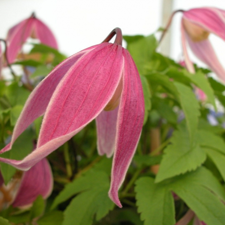 Clematis'Columella' 
