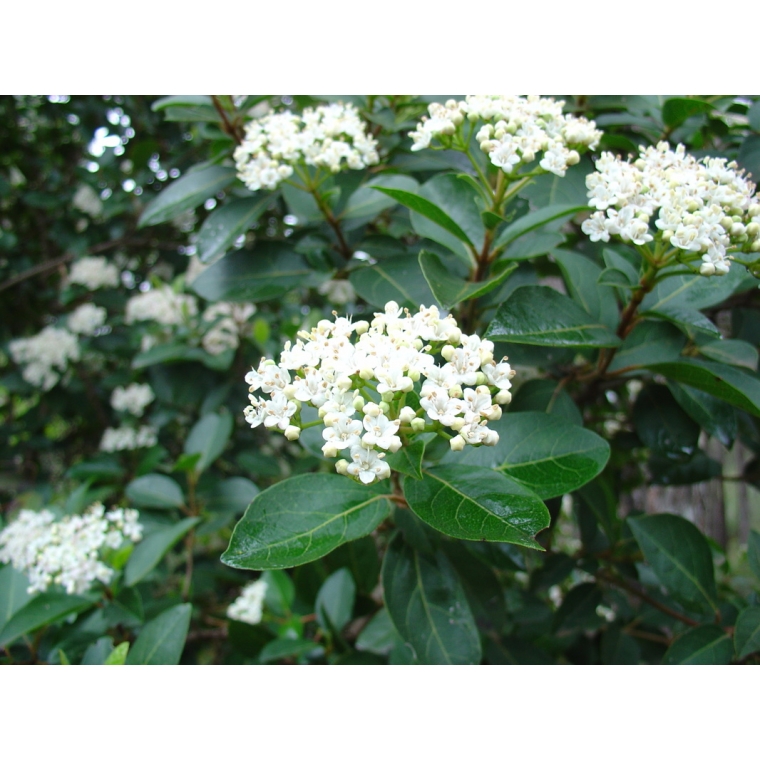 Viburnum tinus 