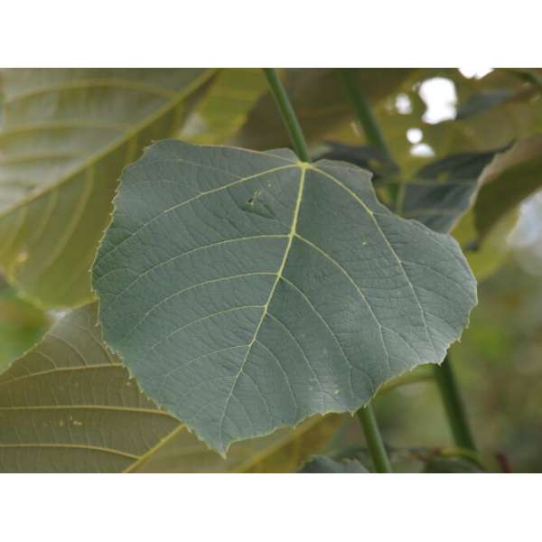 Tilia americana'Neglect' 