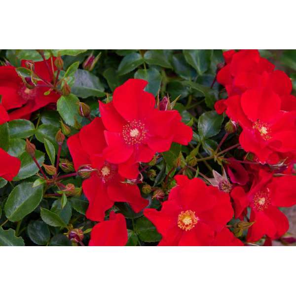 Rosa'Alexander von Humbold' 