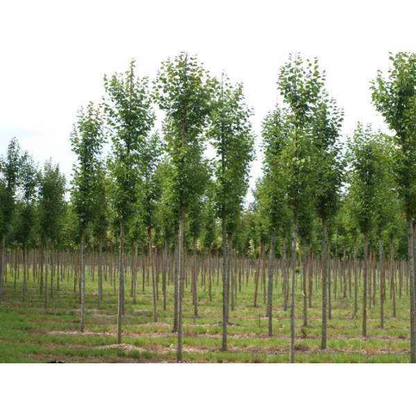 Tilia cordata'Roelvo' l 