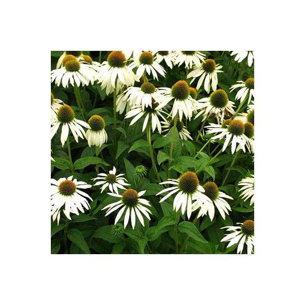 Echinacea purpurea'Meditation White'