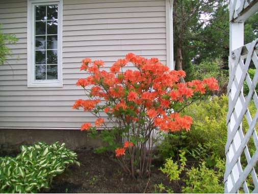 Azalea knaphill'Gibraltar' 