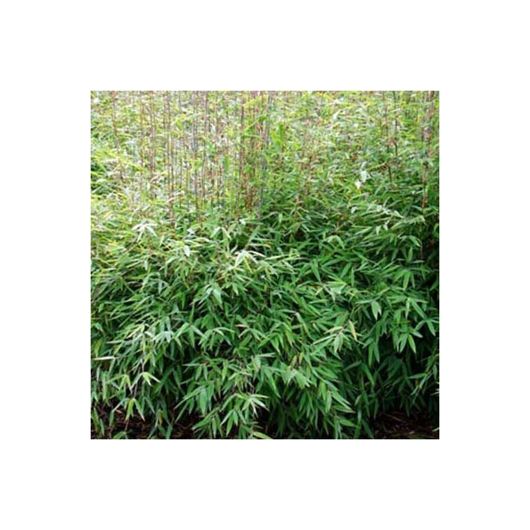 Fargesia nitida'Great Wall' - Bamboe 