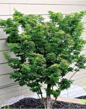 Acer palmatum'Shishihashira' 