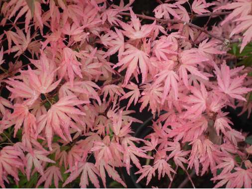 Acer palmatum'Taylor' 