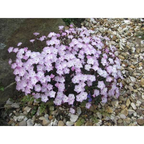 Dianthus'Whatfield Wisp'