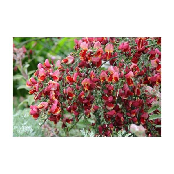 Cytisus'Red Wings' 