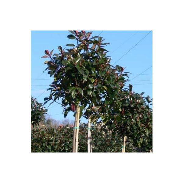 Photinia fraseri'Red Robin' 