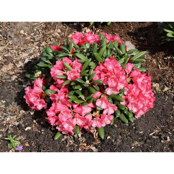 Rhododendron'Debie Dane' 