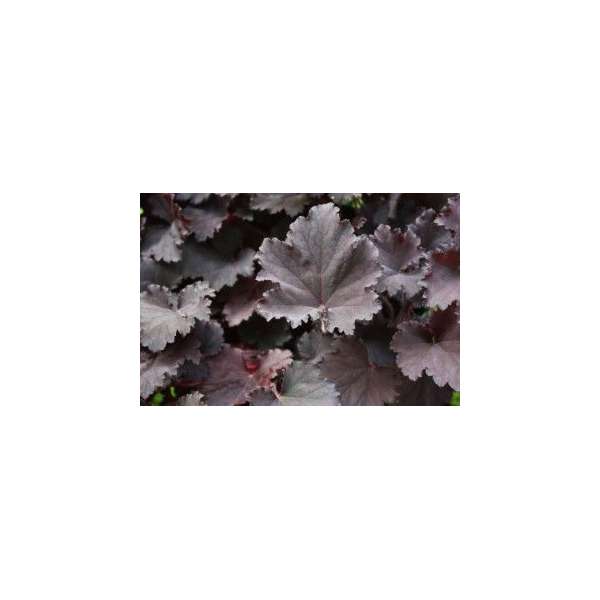 Heuchera'Binoche'