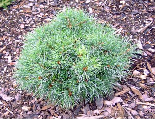 Pinus parviflora'Iona' 