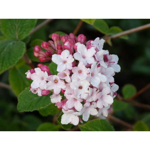 Viburnum carlesii'Diana' 