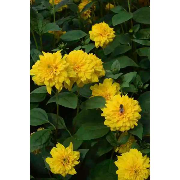 Helianthus decapetalus'Loddon Gold'