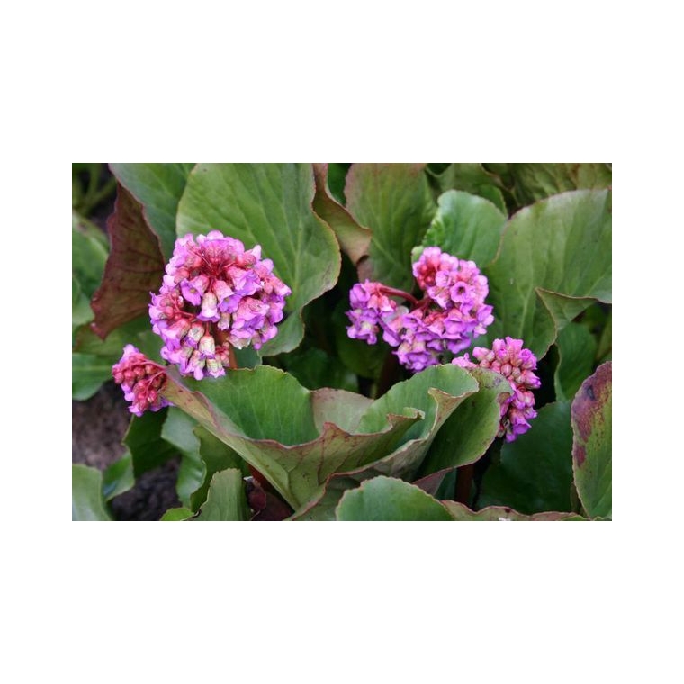 Bergenia'Morgenröte'