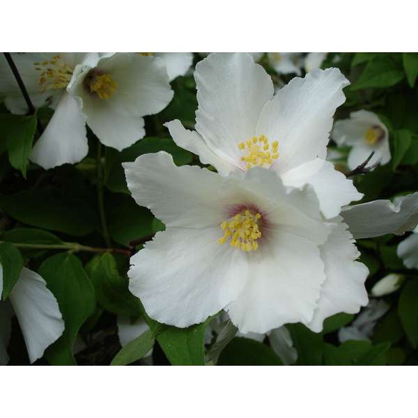 Philadelphus triflorus 