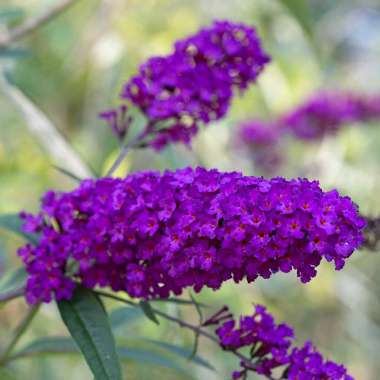 Buddleja davidii'African Queen' 