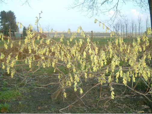 Corylopsis spicata 