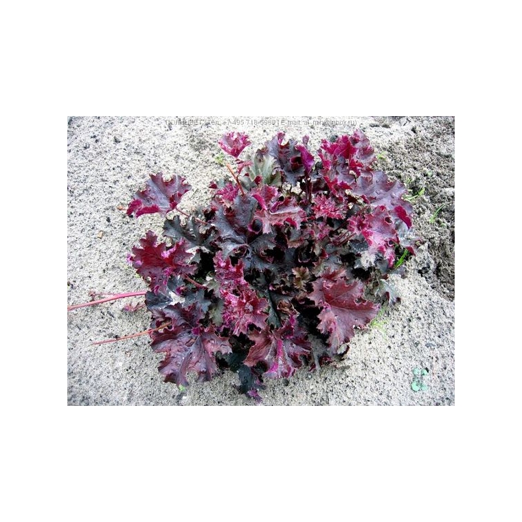 Heuchera'Purple Petticoats'