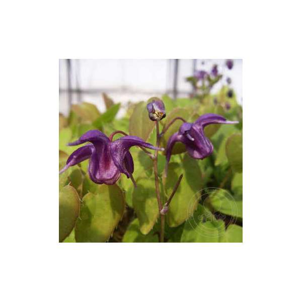 Epimedium grandiflorum'Shiho'