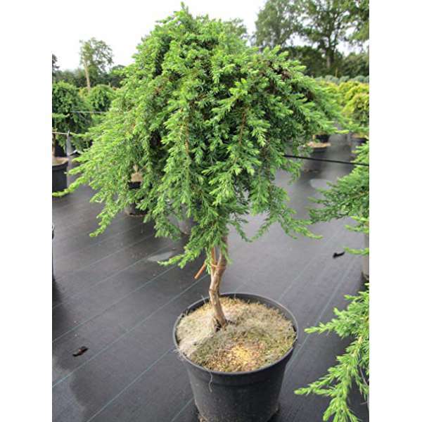 Juniperus communis'Green Carpet' 