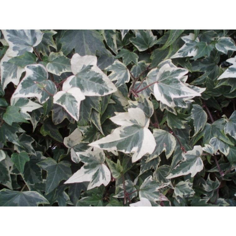 Hedera helix'White Ripple' 