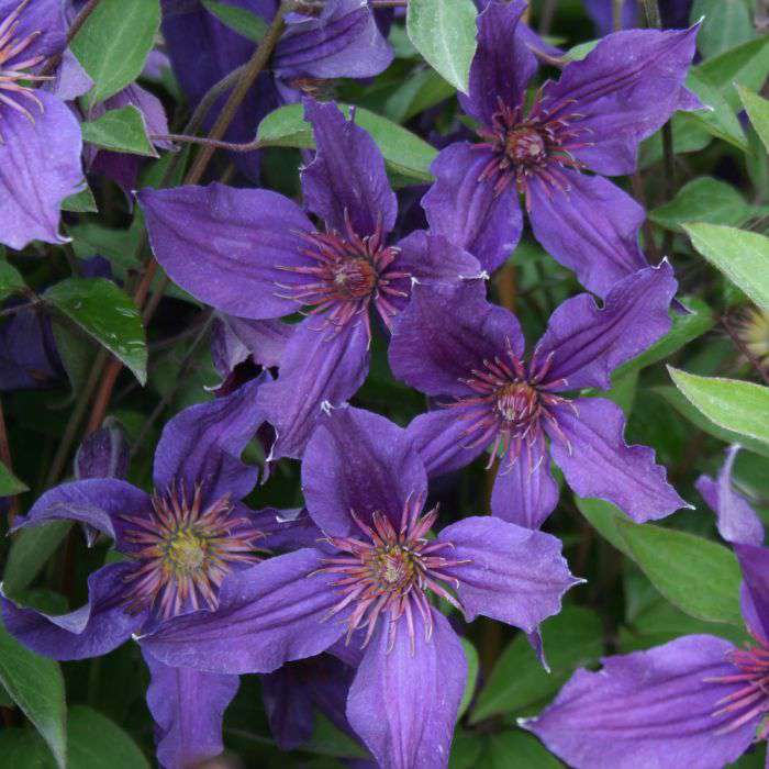 Clematis'Saphyra Violetta' 
