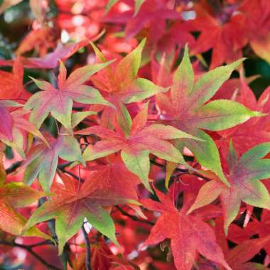 Acer palmatum'Osakasuki' 