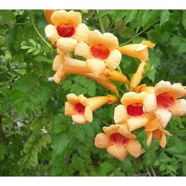 Campsis radicans'Judy' 
