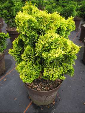 Chamaecyparis obtusa'Nana Aurea' 