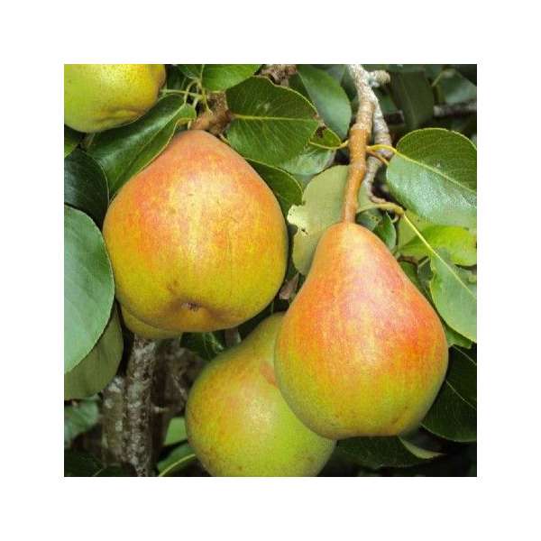 Peer'Doyenne du Comice' 