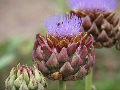 Cynara scolymus