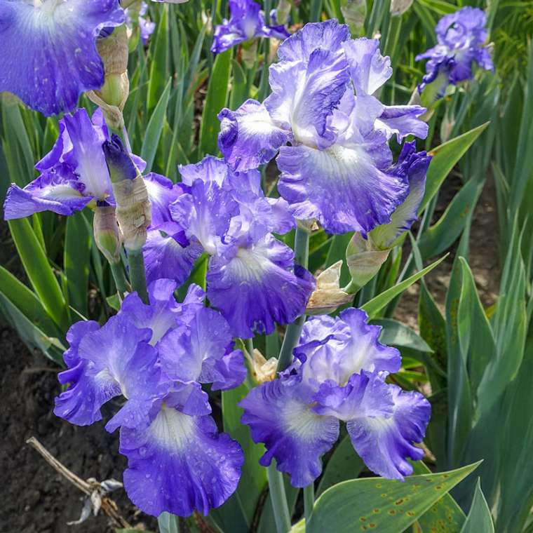 Iris germanica'City Lights'