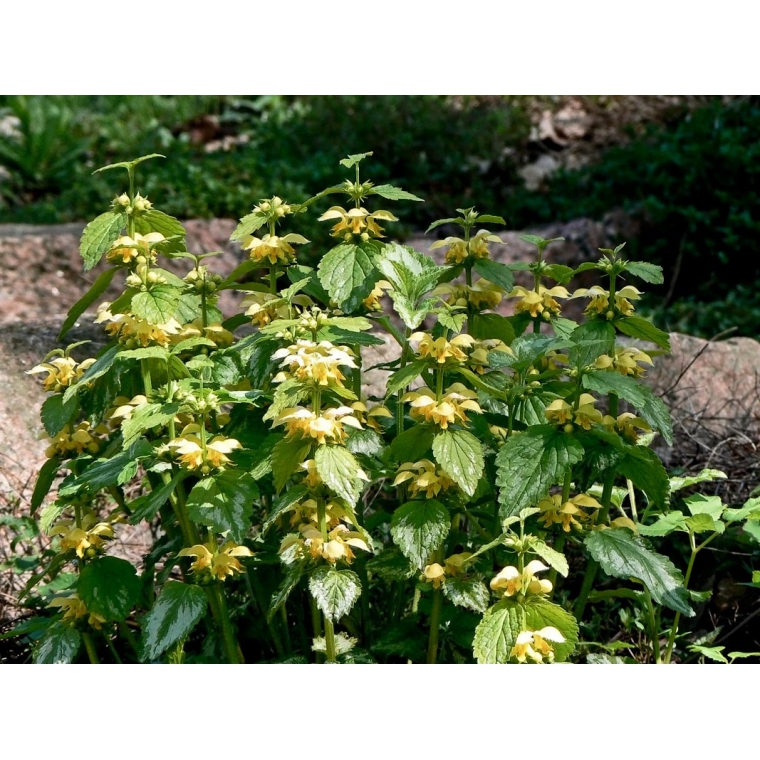 Lamiastrum galeobdolon