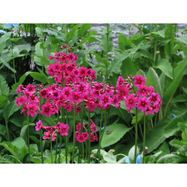 Primula japonica'Miller's Crimson'