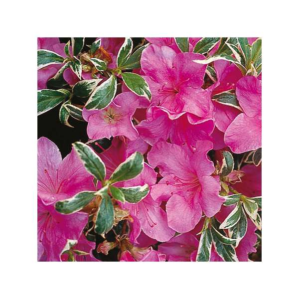 Azalea japonica'Silver Queen' 