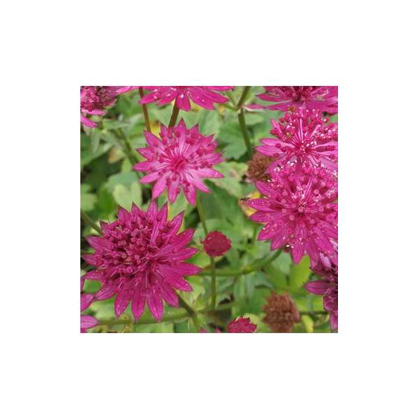 Astantia major'Capri'