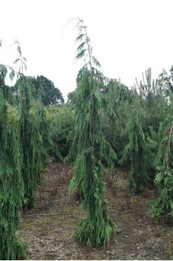 Chamaecyparis nootkatensis'Green Arrow' 